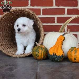 Blessing, Bichon Frise Puppy